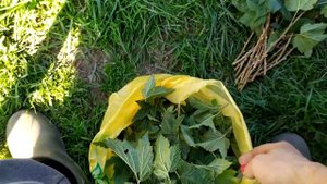 #Черенкование смородины и крыжовника#