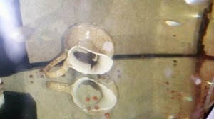 Анциструсы икра