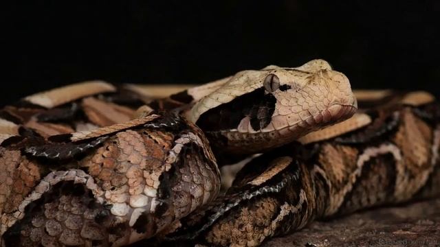 Габонская гадюка – одна из самых ярких представительниц семейства пресмыкающихся