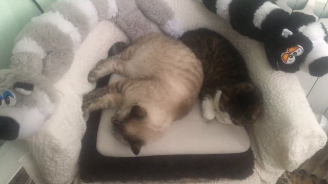 БОЖЕ!!! ВПЕРВЫЕ ЗА 18 ЛЕТ ТАКОЕ УВИДЕЛА…. смотреть онлайн