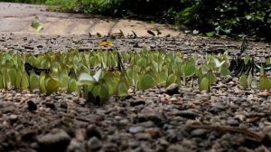 Group puddling behaviour of Family Pieridae & Papilionidae butterflies