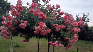 Штамбовая роза "Розариум Ютерзен " . Июнь 2022.