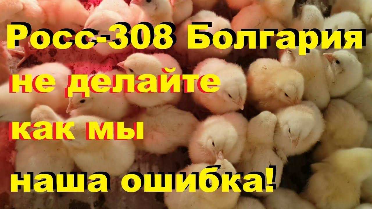 Наша ошибка. Росс-308 Болгария. От инкубации до 20 дней.