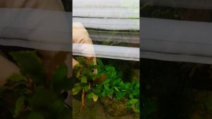 буцефаландра Shine Blue