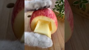 милый кот готовит еду для хозяина - Lovely Cat