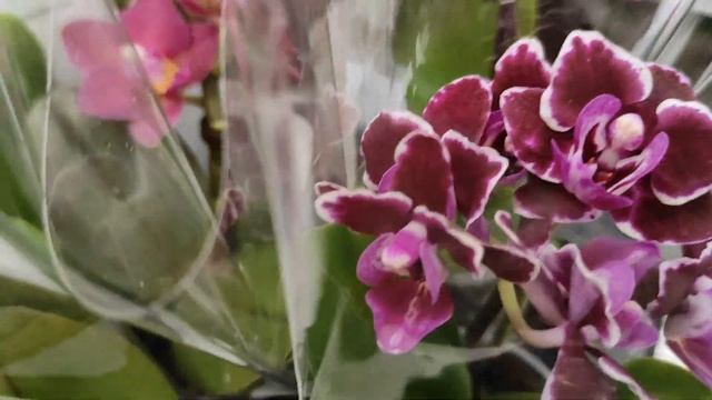 №243/ Два завоза орхидей в одном обзоре в Леруа Мерлен на Новороссийской смотреть онлайн