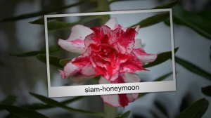 Адениум в полуроспуске