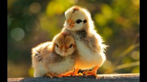 432 hz best of classic Beethoven Mozart Chopin Vivaldi..