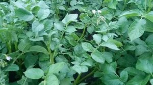 Фитофтора картошки когда проводить защиту