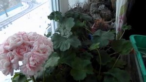 Пеларгония Дениз Сутарве