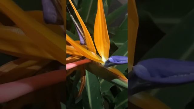 Bird Of Paradise смотреть онлайн