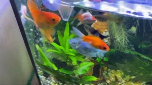 Какую кормушку я использую для кормления рыбок.