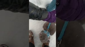 Норка, видео животного в домашних условиях.