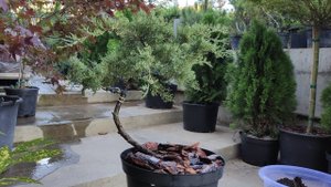 стрижка можжевельника грей Олд в топиарную форму.садовый бансай. часть 2