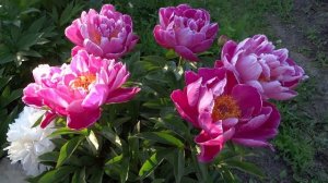 Пион ПАМЯТИ ГОЛУБИНСКОЙ ? Paeonia SEIANEZ GOLUBINSKOJ: обзор, описание, цветение, отзыв
