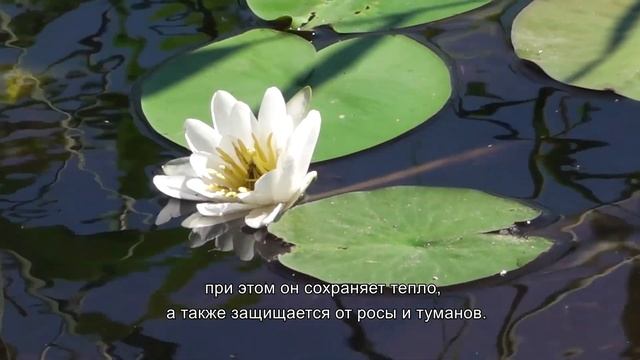 Парк Монрепо Ближе. Кувшинки смотреть онлайн