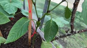 Участку год. Обзор дачного домика и огорода :)