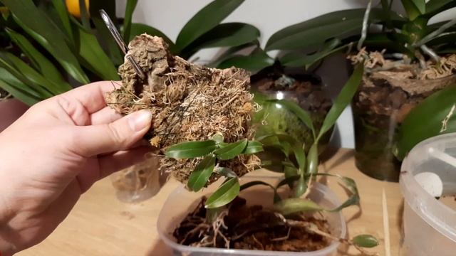 Посылка с орхидеями, (Пересадка) новые орхидеи Coelogyne fimbriata, Coelogyne cristata, Dendrochilu смотреть онлайн