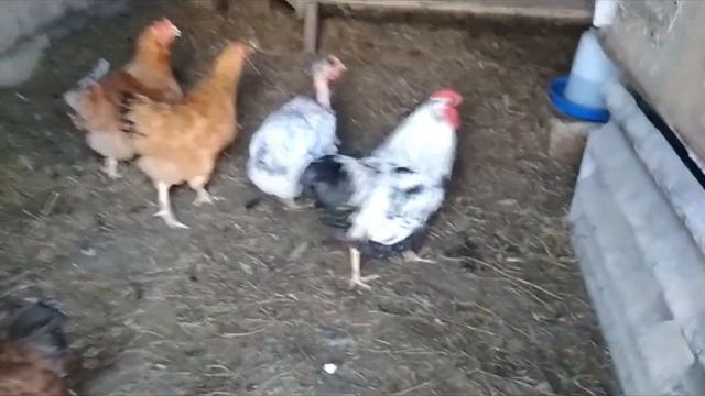 Петух Виандот Серебро на племя смотреть онлайн