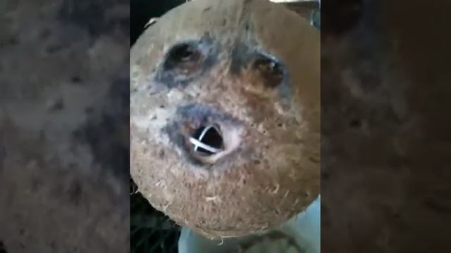 coconut man plays hannibal