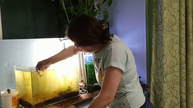 Нитчатка.Победить нельзя оставить!