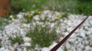 Pentacon 29 2.8 | молчаливый обзор