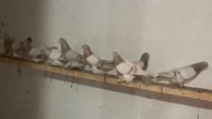 #голуби #армавир 🕊🌎