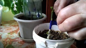 Делаем прививку от плодоносящего мандарина на дичек.