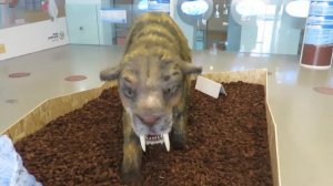 Рычит саблезубый тигр