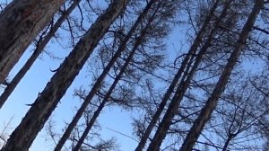 Охота на косулю с подхода. Козы чуть не растоптали.