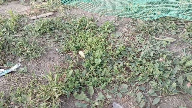 Опять "коротенькое" видео про жизнь кур в деревне. Пятый раз подкладываем яйца под очередную квочку