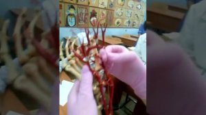 Анатомия подмышечной артерии и артерий свободной верхней конечности