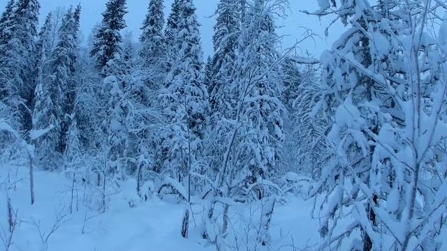 Дрова на ночь смотреть онлайн