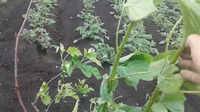 УРАААА!!! ЦВЕТЕТ ЕЖЕМАЛИНА! смотреть онлайн