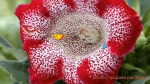 Глоксиния обыкновенная Тигрин Ред (tigrina red) 🌿 обзор: как сажать, луковицы глоксинии Тигрин Ред