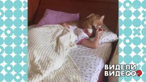 Коты Феня и Буба будят хозяйку. Видели видео? Фрагмент выпуска от 05.01.2023