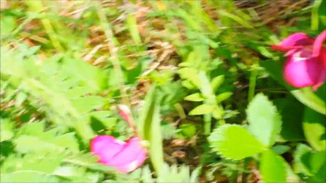 Мой рай-кедровый край (Таежный Эдэм) смотреть онлайн