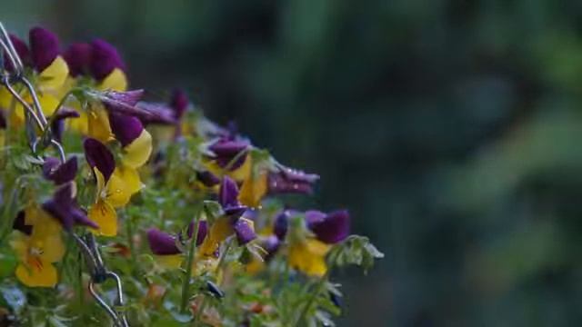 Легкая расслабляющая музыка для медитации, релакса, сна, снятия стресса со звуками дождя. смотреть онлайн