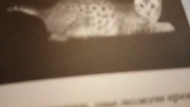 Египетская мау, красивая египетская кошка смотреть онлайн