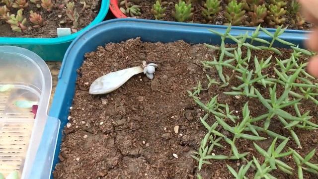 Как правильно посадить листовые черенки суккуллентов? смотреть онлайн