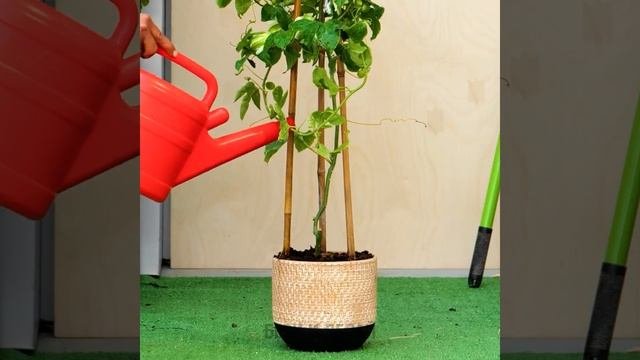 ПОТРЯСАЮЩИЕ ЛАЙФХАКИ ДЛЯ САДОВОДОВ