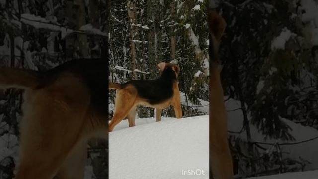 Русская гончая Майя вл. Шатров В.А.