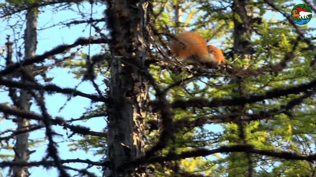 Таежная сказка или кто забыл грибы на дереве / The Taiga's Tail, or Mushrooms in the Tree
