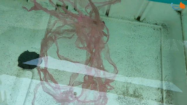 How to Breed Black Moor Gold Fish | LIVE AQUARIUM смотреть онлайн