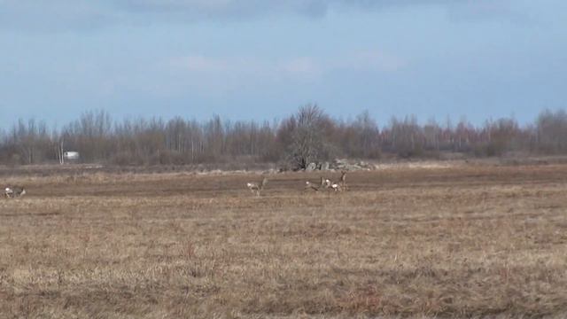 Красиво бегут! Косули в угодьях. Старорусский р-н. смотреть онлайн