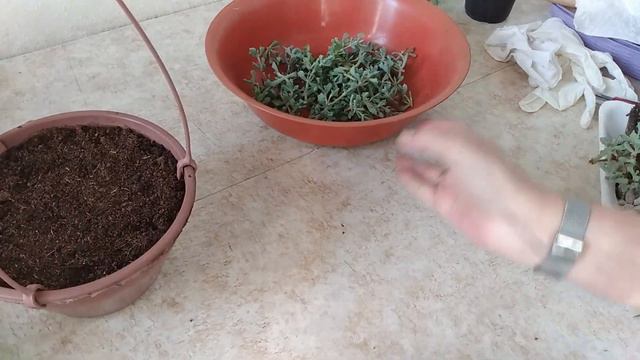 Suculentas - Renovando um vaso de OSCULARIA DELTOIDES смотреть онлайн