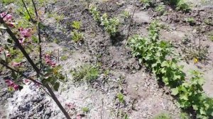 Цветение красномясых сортов яблонь