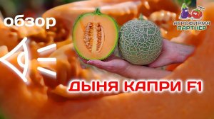 Обзор порционной дыни Капри F1