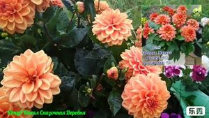 Георгина Гэллери Матисс/ Dahlia Gallery Matisse