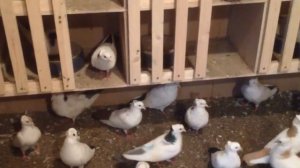Армянские бойные голуби Артура. Часть 5